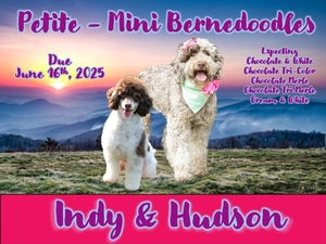 Petite/Mini Bernedoodles (Indy x Hudson) SM25